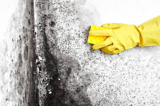 Certified Mold Removal in Winter Garden, FL