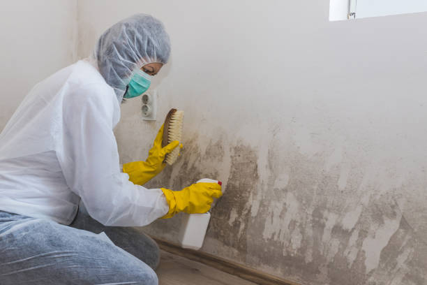 Mold Removal and Inspection in Winter Garden, FL