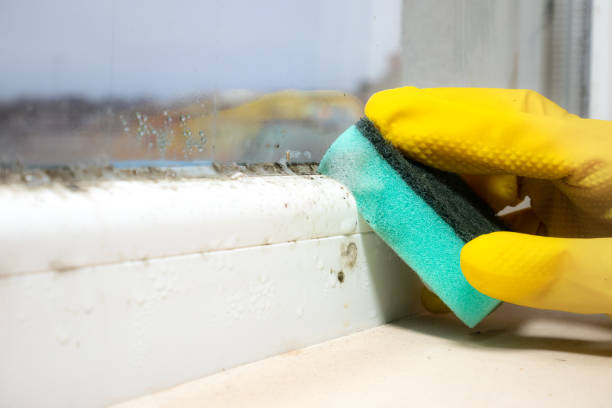 Best Residential Mold Removal  in Winter Garden, FL