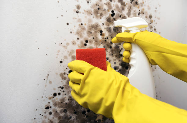 Best Black Mold Removal  in Winter Garden, FL