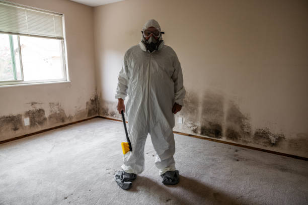Best Attic Mold Removal  in Winter Garden, FL