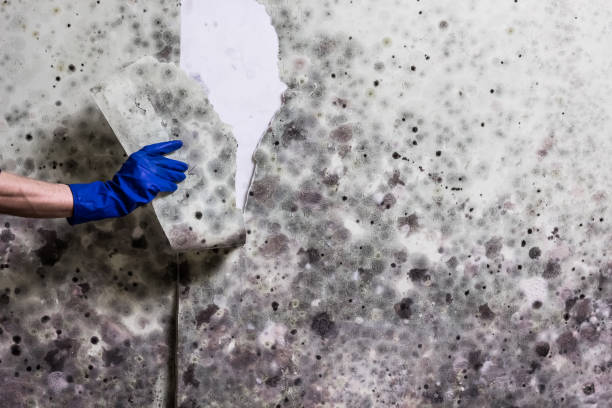 Best Crawl Space Mold Removal  in Winter Garden, FL