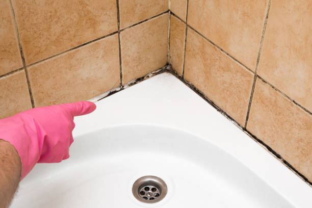 Best Certified Mold Removal  in Winter Garden, FL